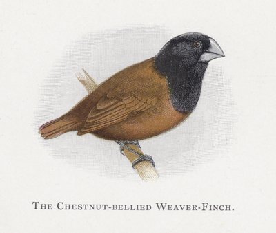 Der Kastanienbauchweber von Alexander Francis Lydon